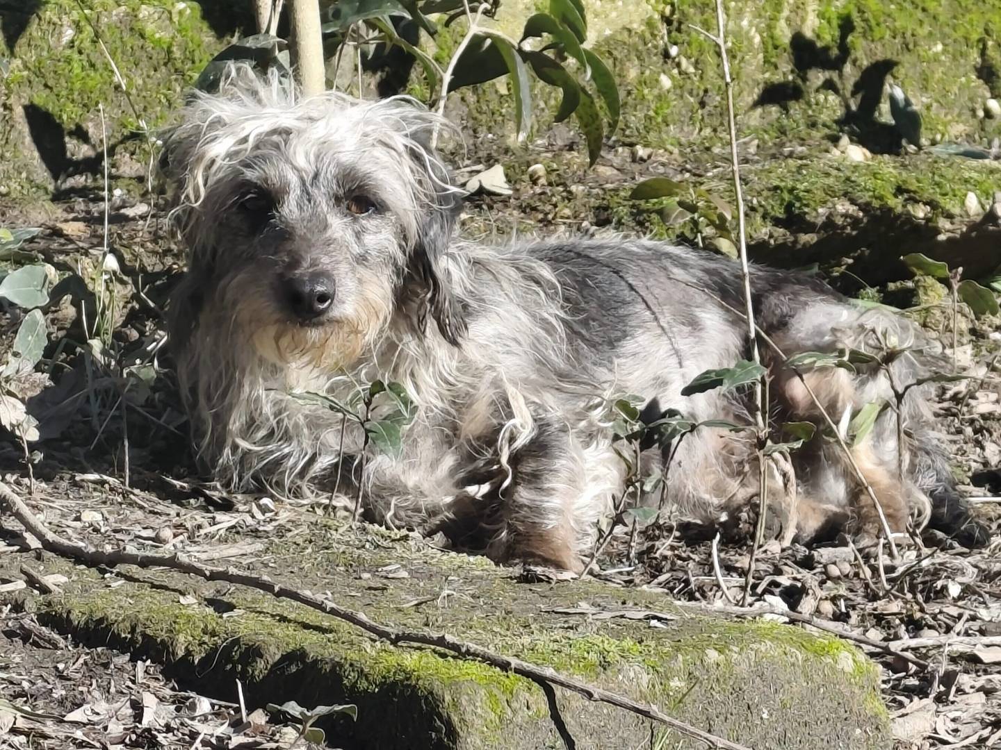 Vuoi adottare un cane a Roma?