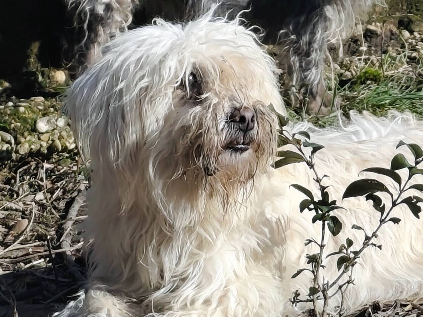 Adotta un cane, taglia piccola, femmina, Roma