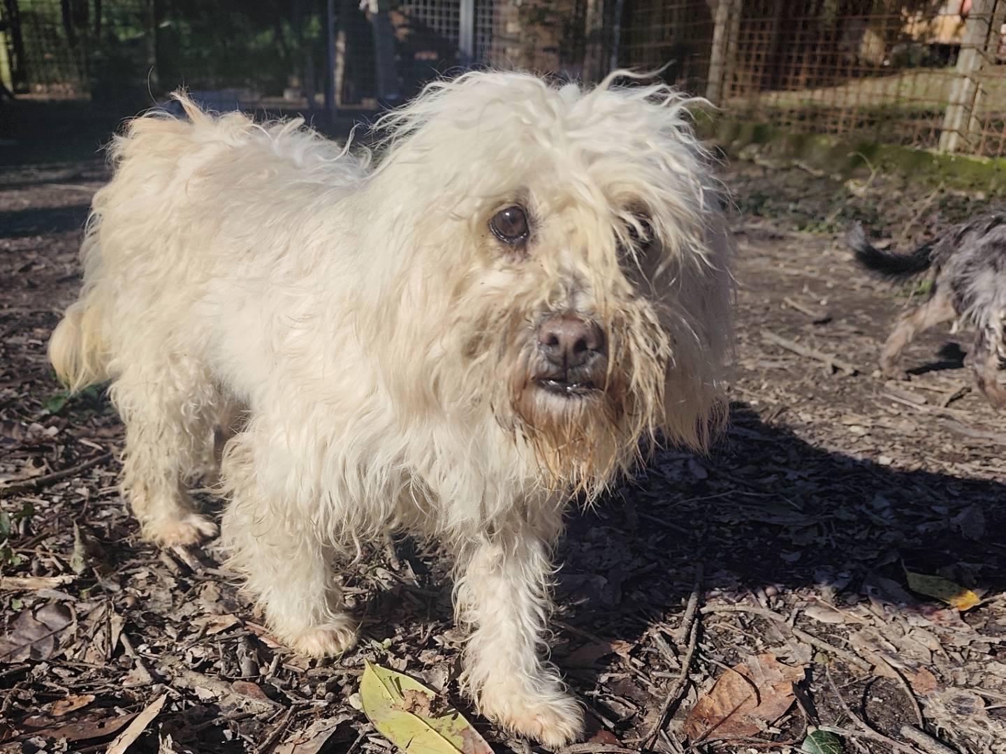 Adotta il cane Deloris Van Cartier a Roma