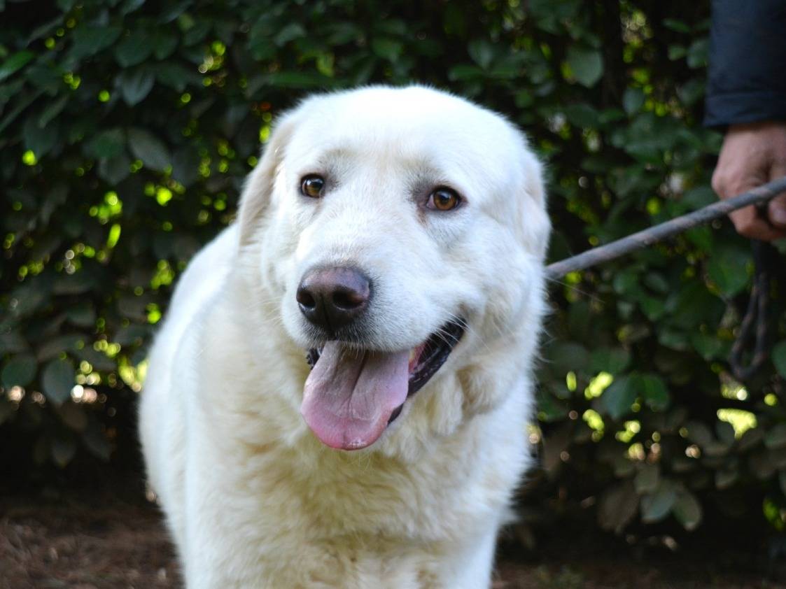 Adotta un cane, femmina, 1 anno e 10 mesi, Roma