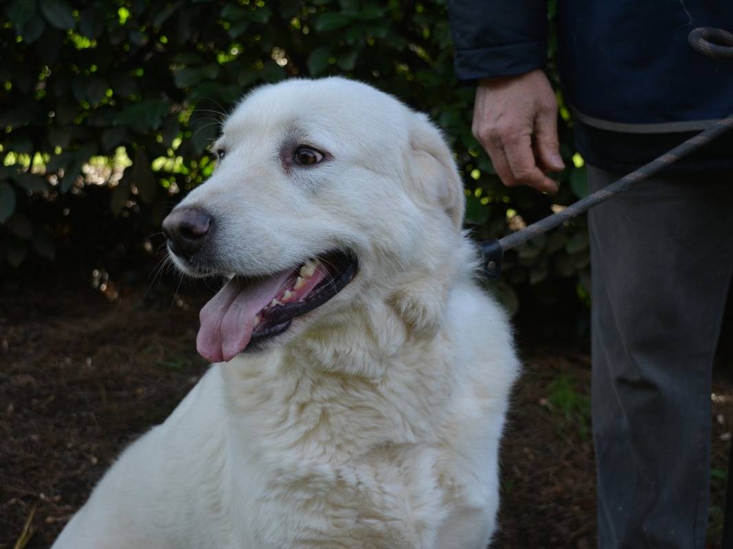 Adotta il cane Babak a Roma