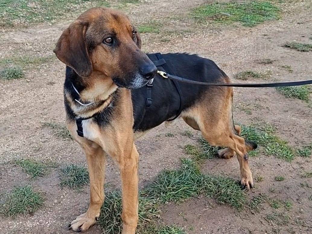 Adozione cane, maschio, Segugio Razza sconosciuta, 8 anni e 3 mesi, taglia media, Bari