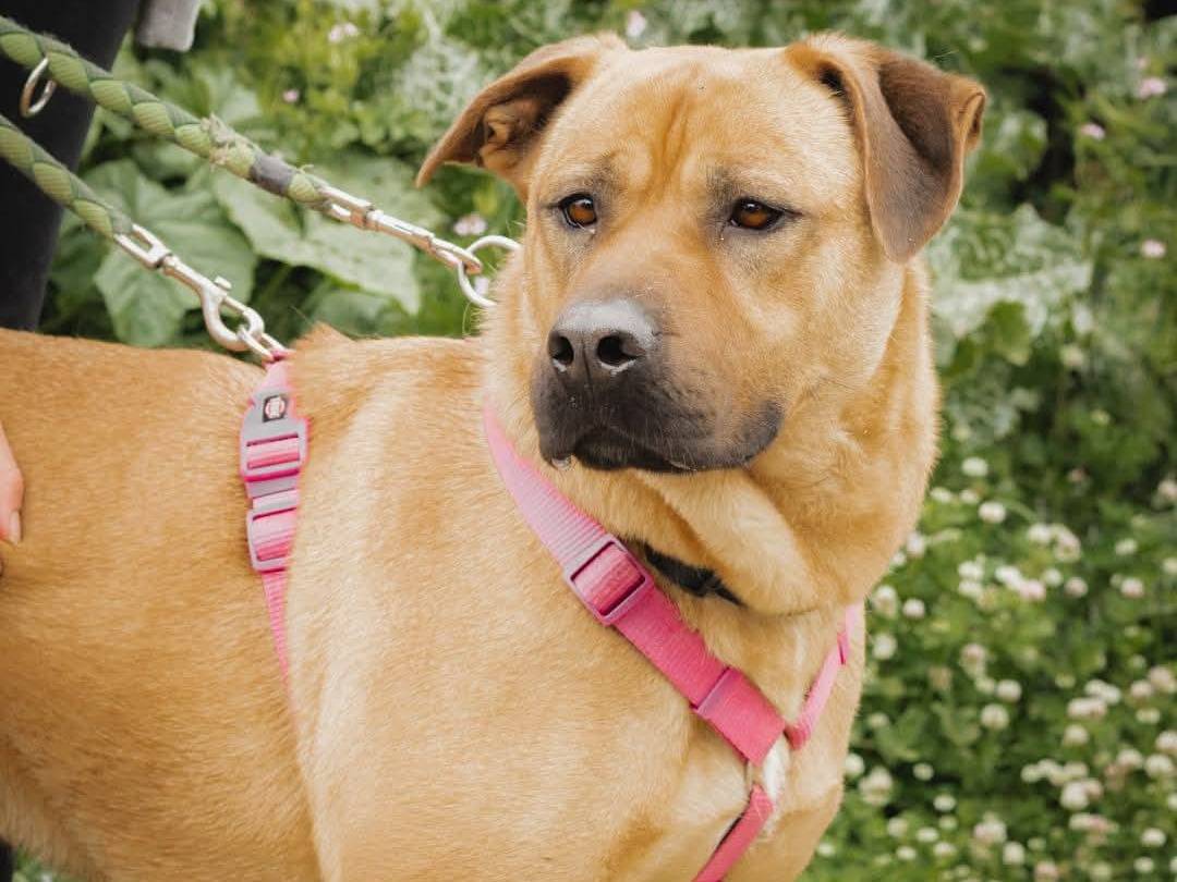 Vuoi adottare un cane a Caserta?