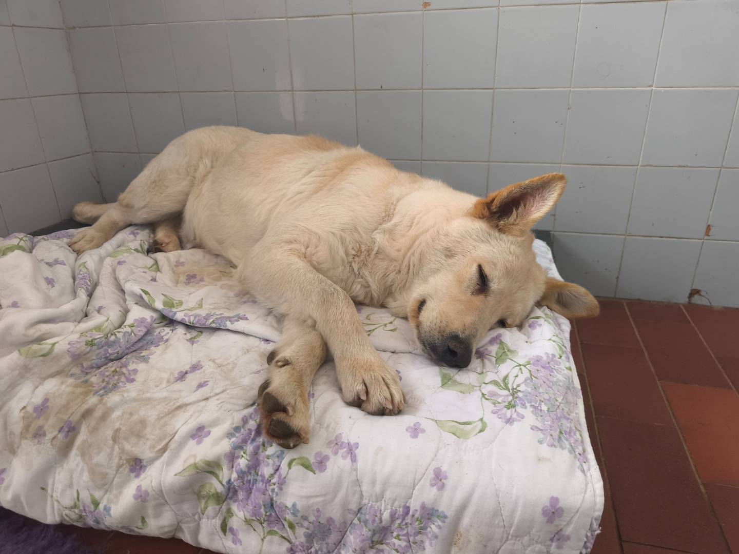 Adotta un cane, taglia grande, femmina, Milano