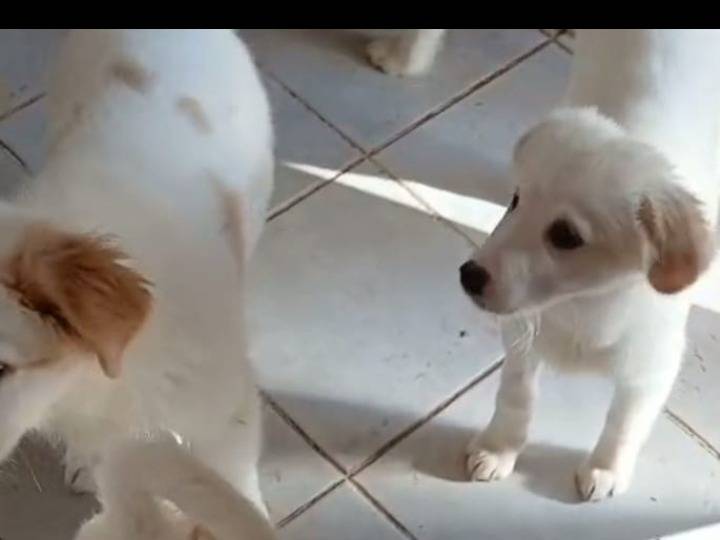 Vuoi adottare un cane a Milano?