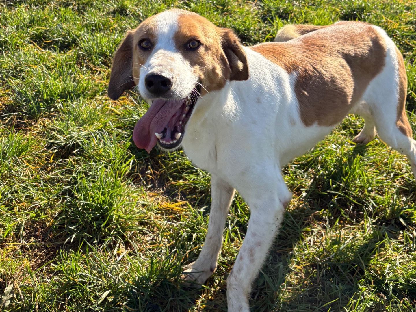 Adozione cane, maschio, Beagle  Razza sconosciuta, 3 anni e 1 mese, taglia media contenuta, Frosinone