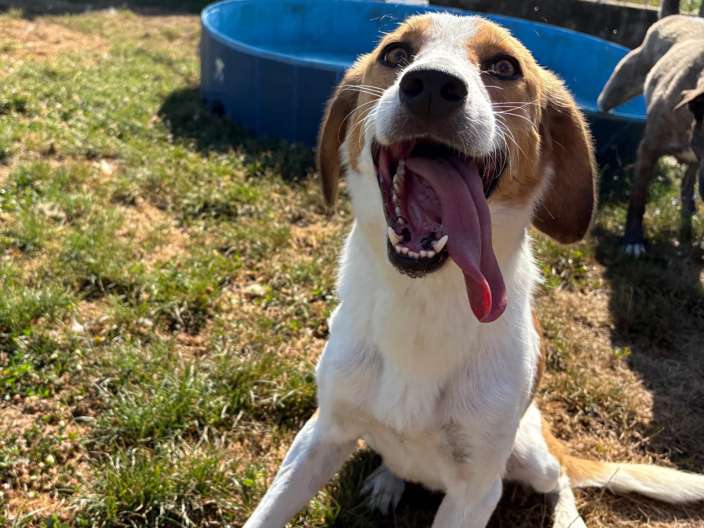 Adotta un cane, maschio, 3 anni e 1 mese, Frosinone