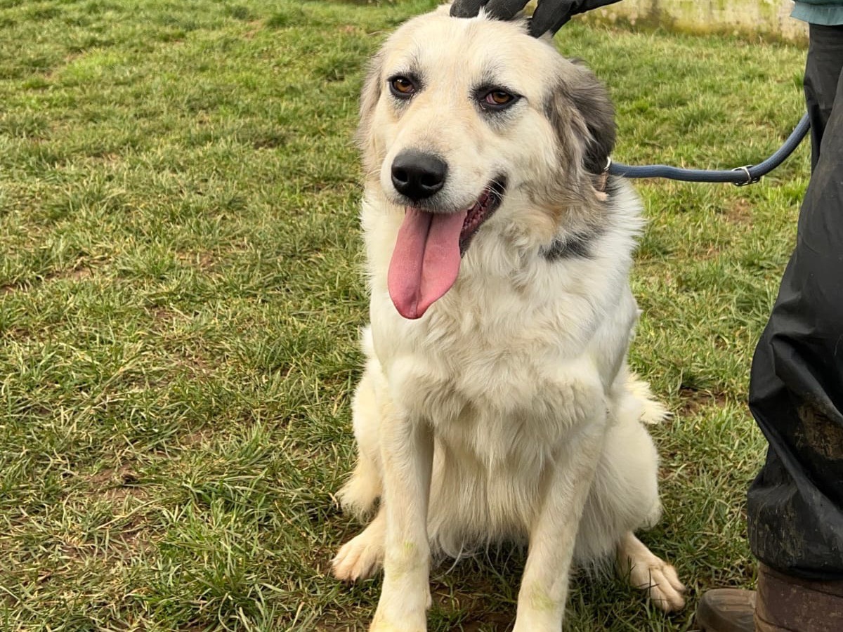 Vuoi adottare un cane a Frosinone?