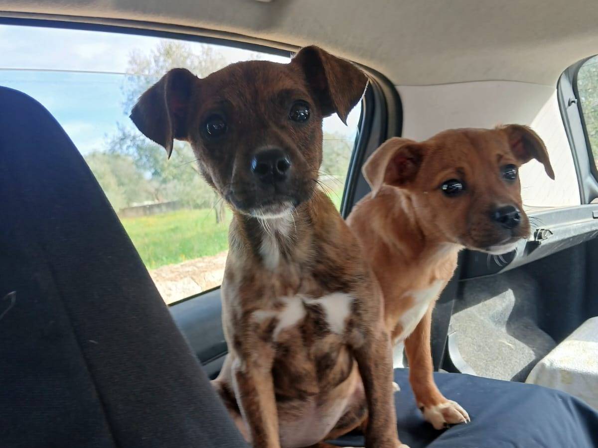 Adotta il cane Katy e kora a Bari