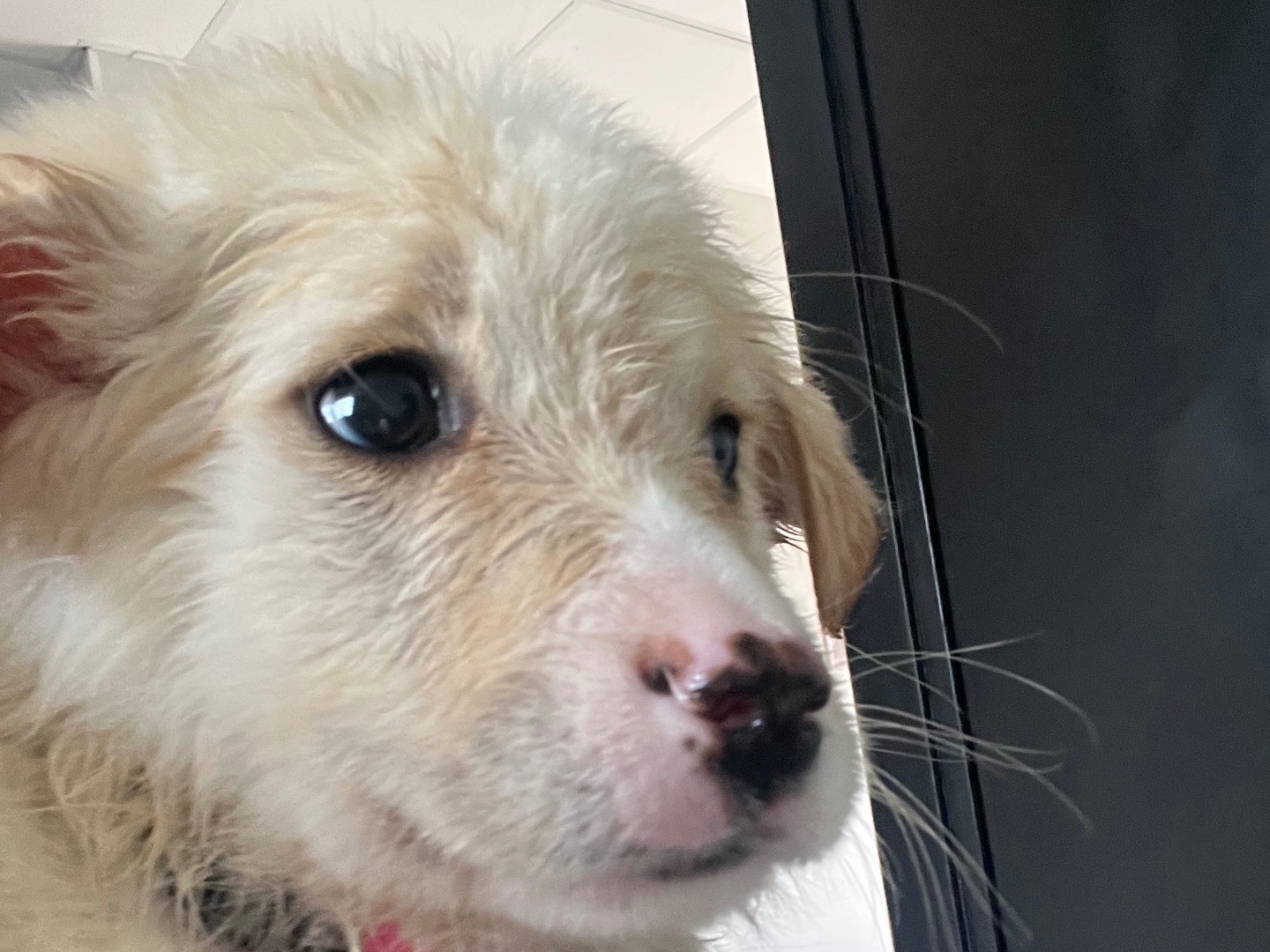 Adotta un cane, femmina, 3 mesi, Enna