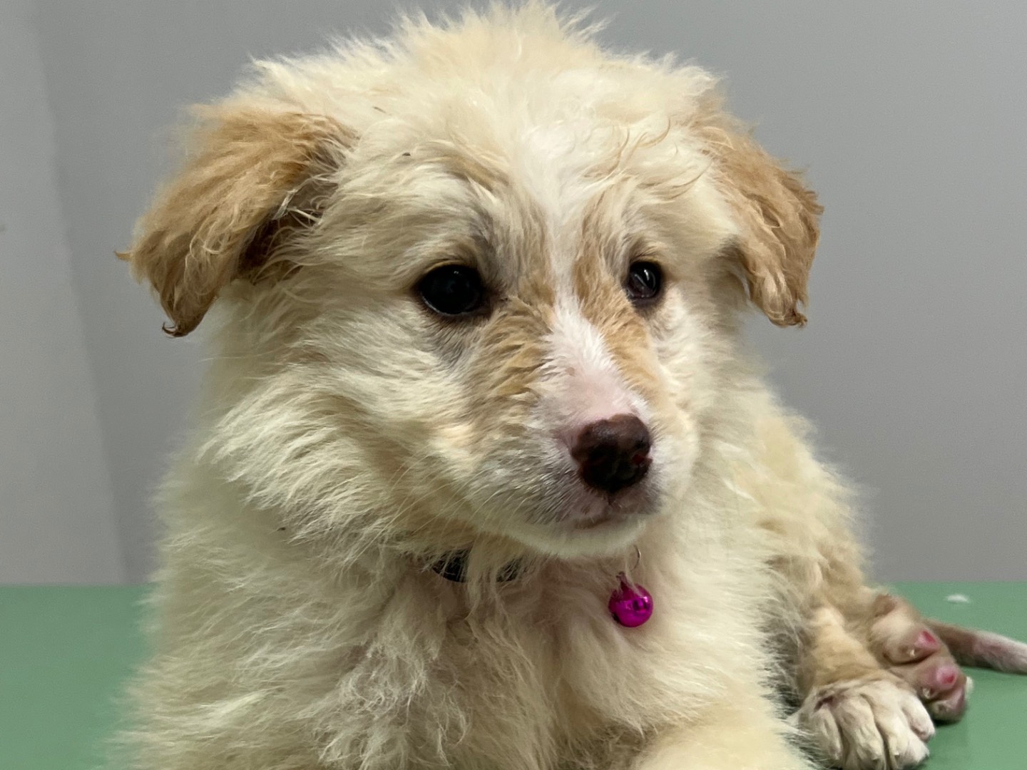 Vuoi adottare un cane a Enna?