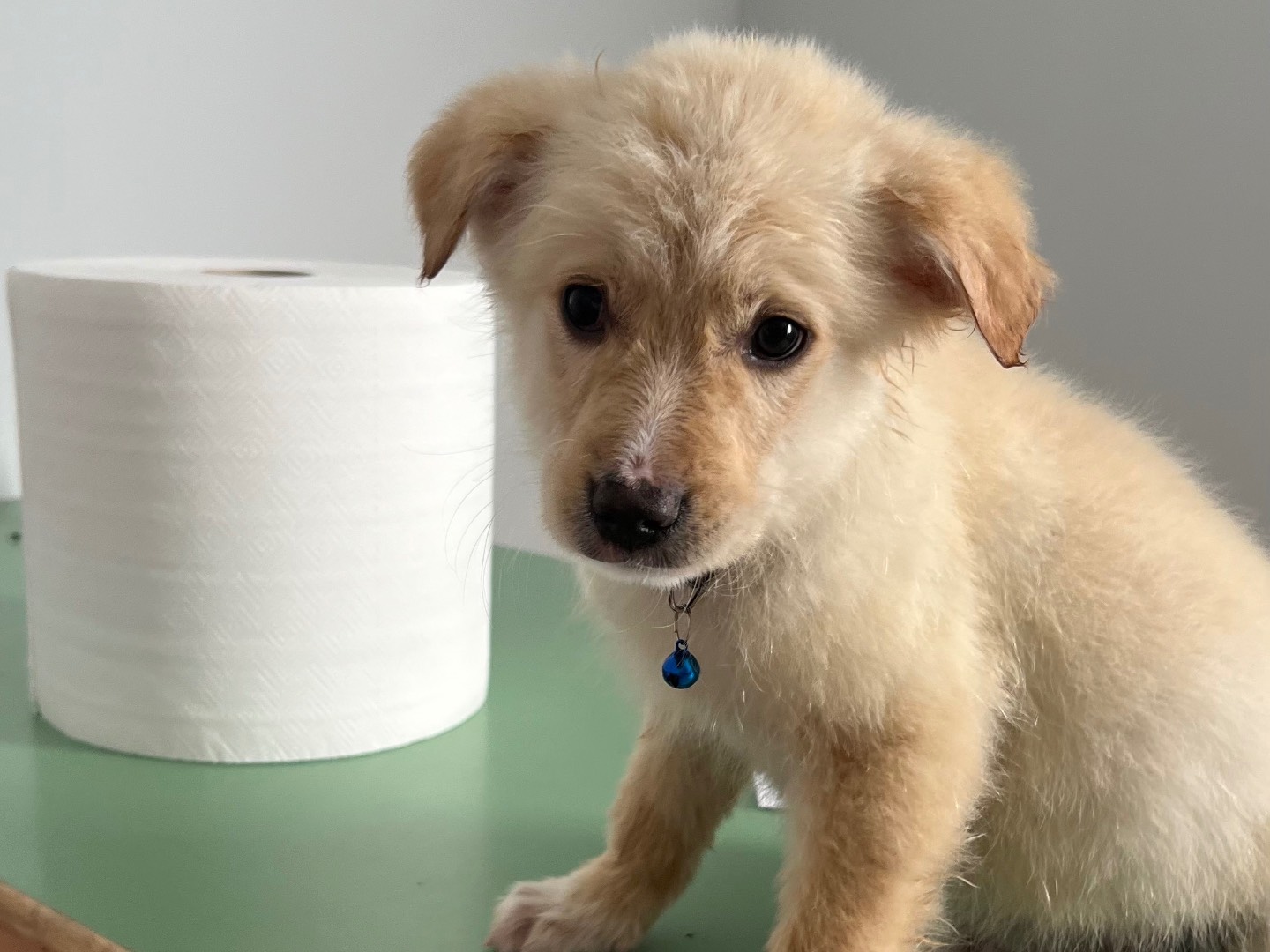 Adotta il cane Teddy Bear a Enna