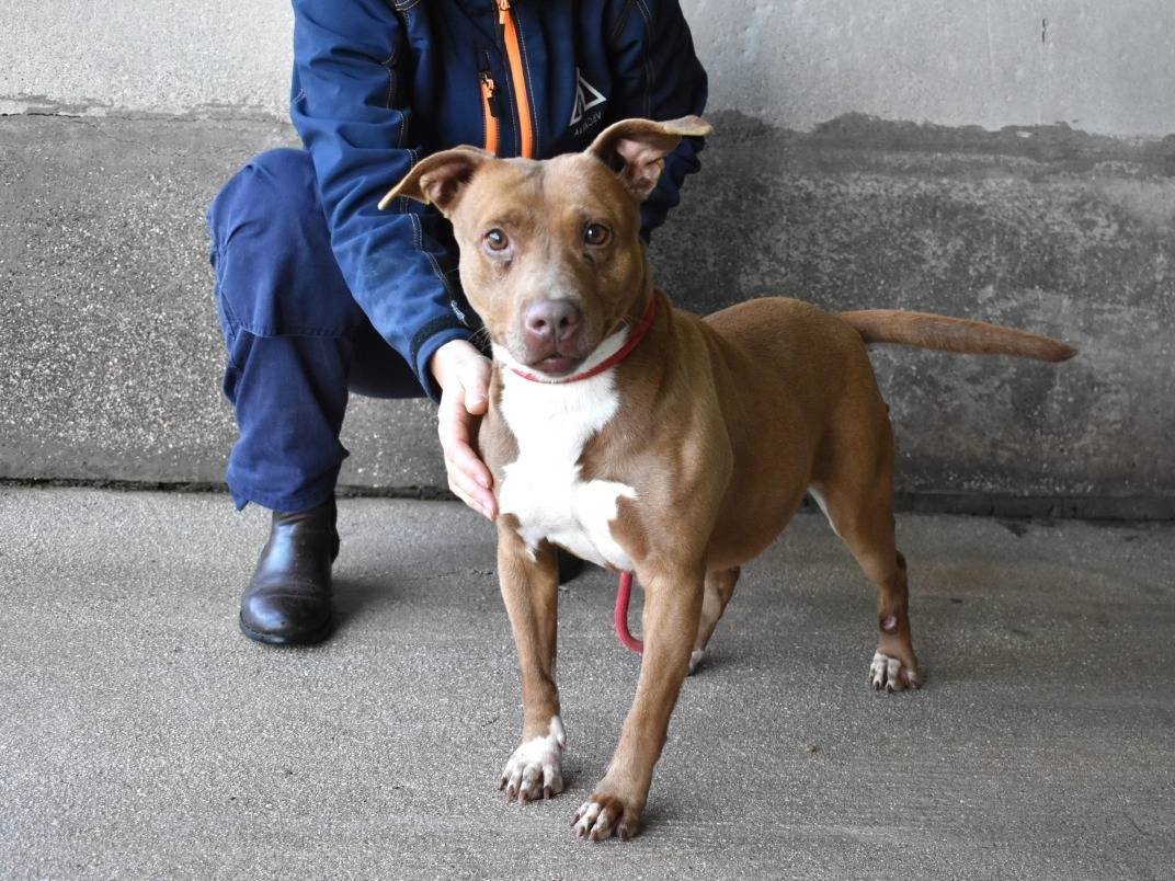 Adotta il cane ASCHETTE a Roma