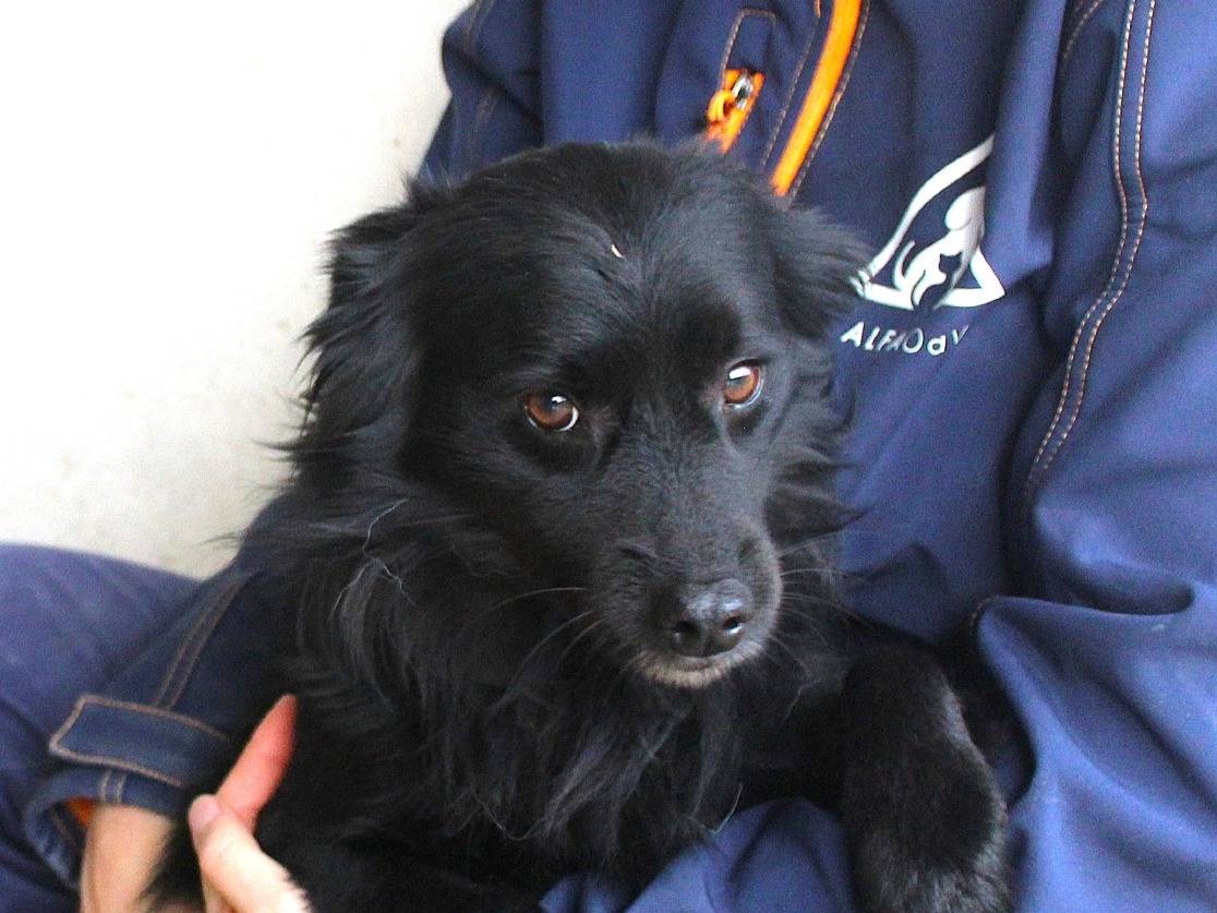 Adotta il cane Sydric a Roma