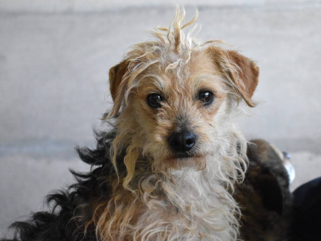 Adozione cane, femmina, Yorkshire Terrier Razza sconosciuta, 7 anni e 6 mesi, taglia media contenuta, Roma