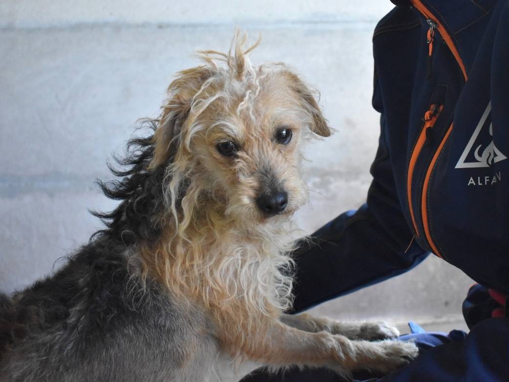 Adotta un cane, femmina, 7 anni e 6 mesi, Roma