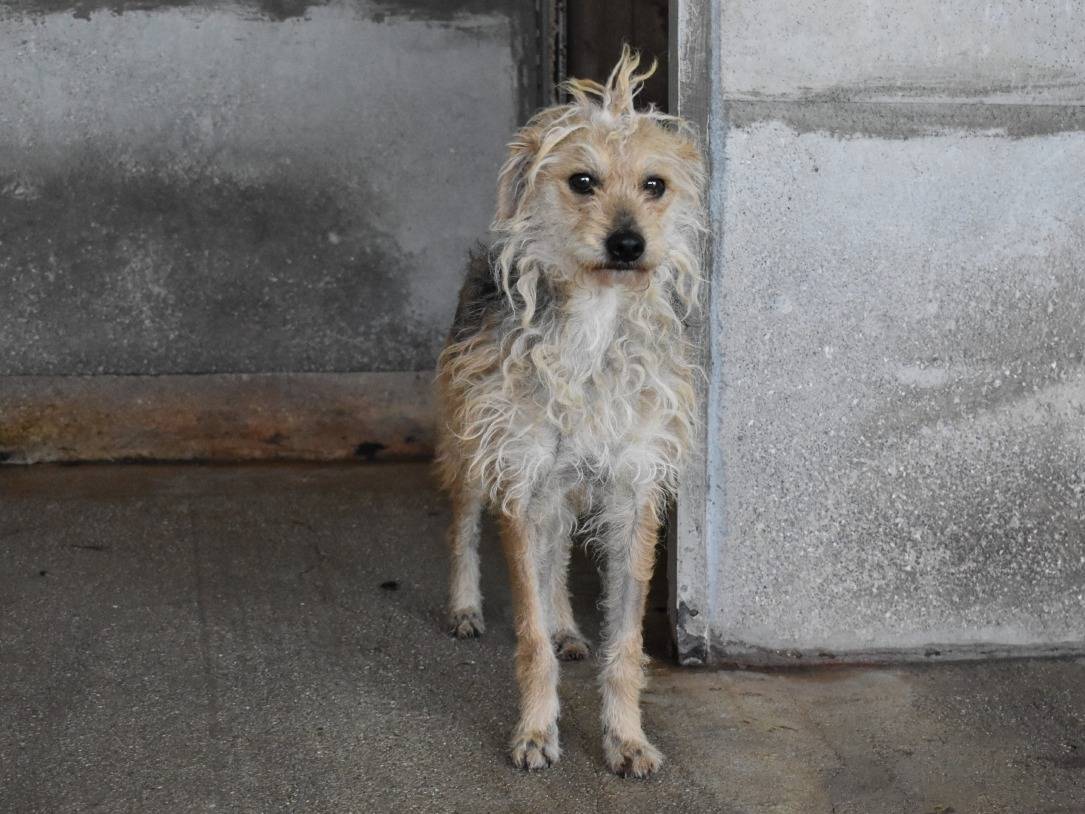 Adotta un cane, taglia media contenuta, femmina, Roma