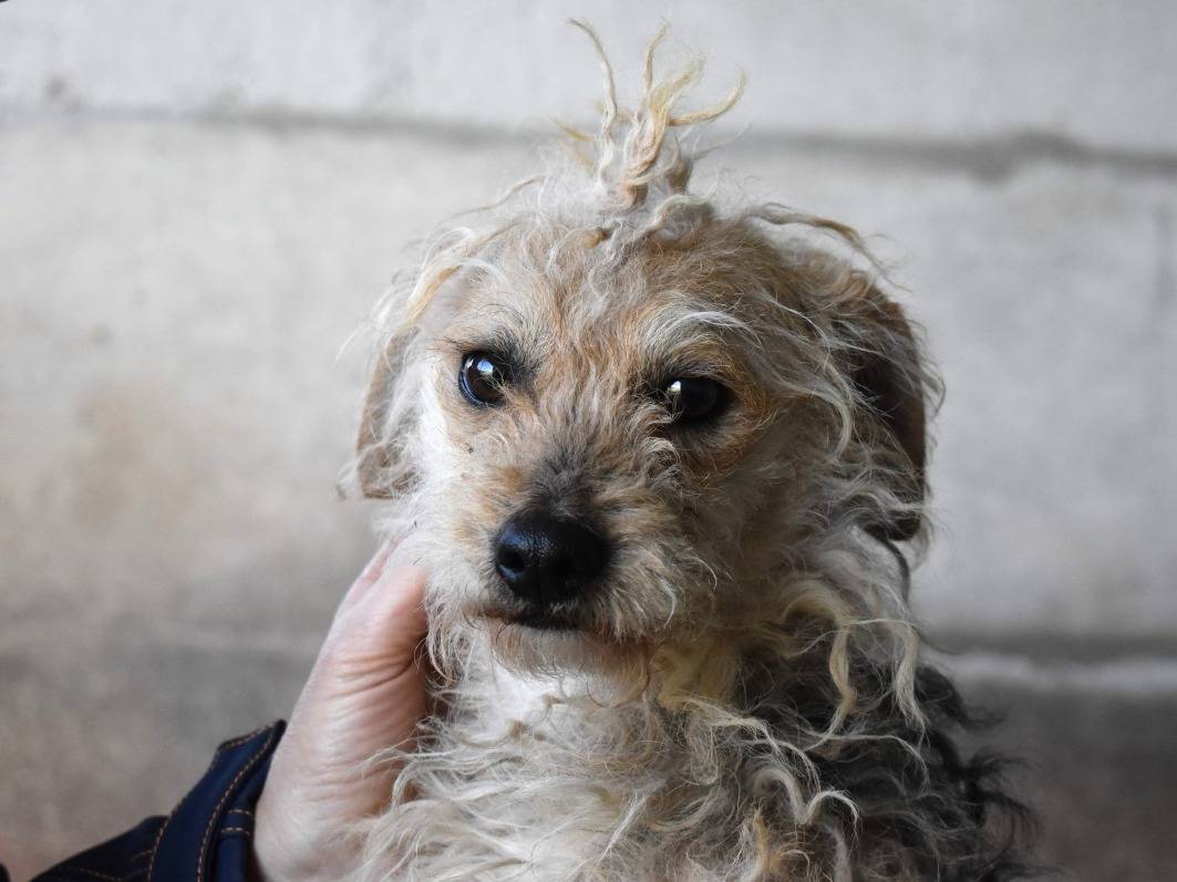 Vuoi adottare un cane a Roma?