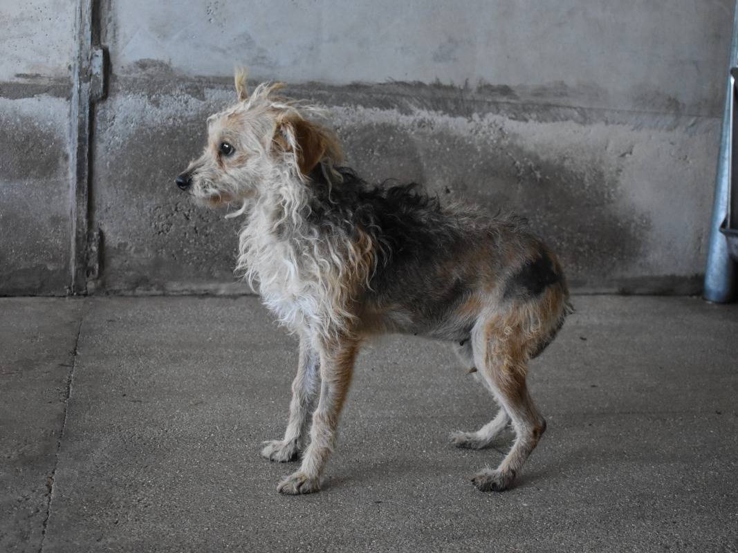 Adotta il cane Rosavine a Roma