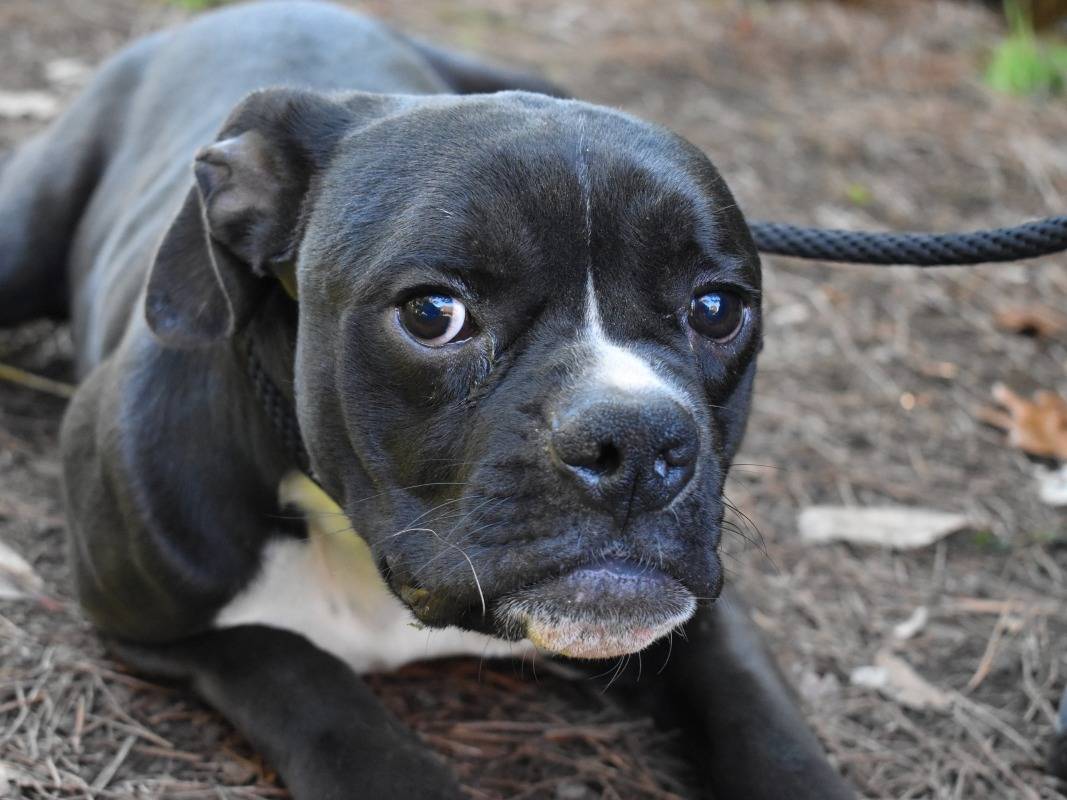 Adozione cane, maschio, Bulldog Inglese Razza sconosciuta, 1 anno e 4 mesi, taglia media contenuta, Roma