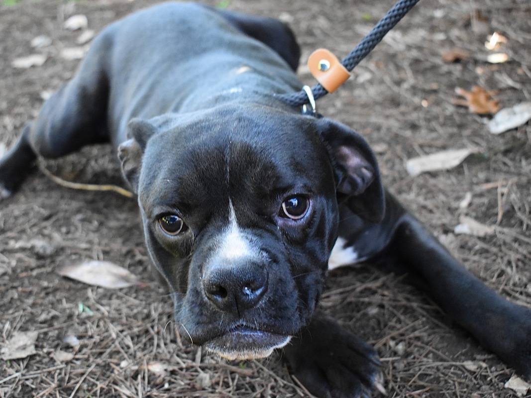 Adotta un cane, taglia media contenuta, maschio, Roma