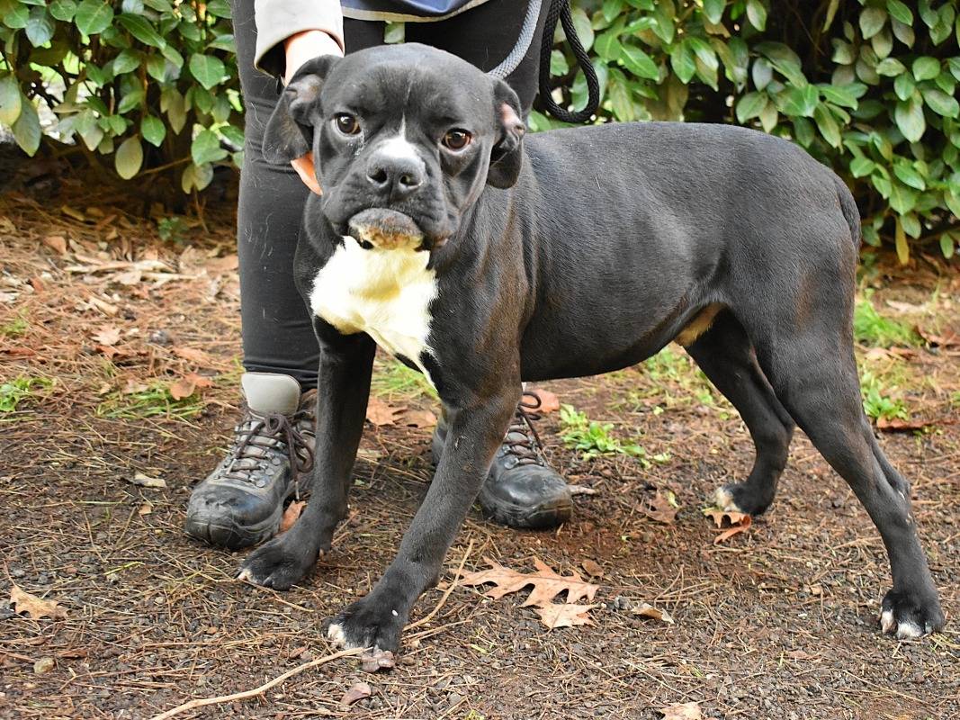 Vuoi adottare un cane a Roma?