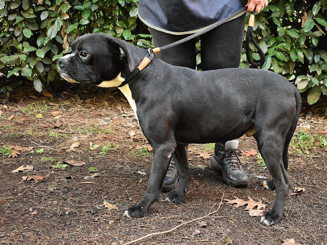 Adotta il cane Cedrick a Roma