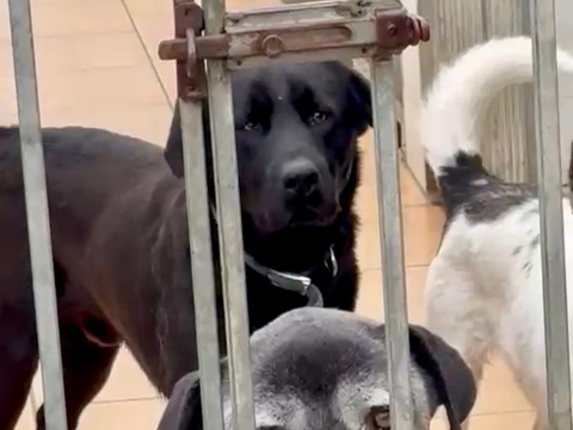 Adotta il cane Nerone a Lecce