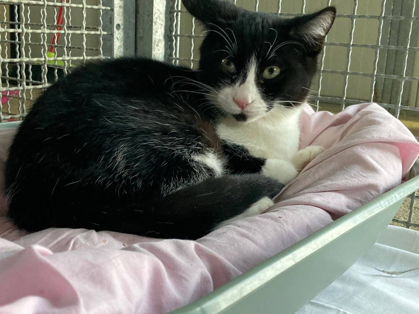 Adotta un gatto, maschio, 5 mesi, Pisa