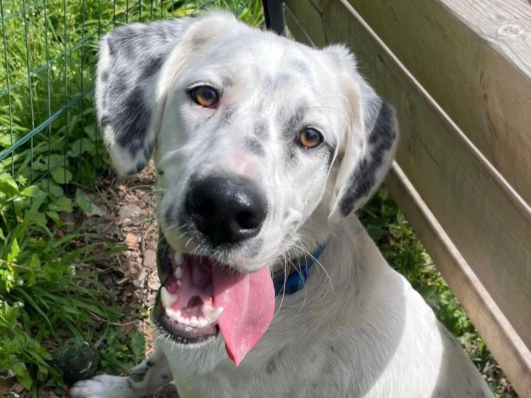 Adotta un cane, maschio, 1 anno e 8 mesi, Messina