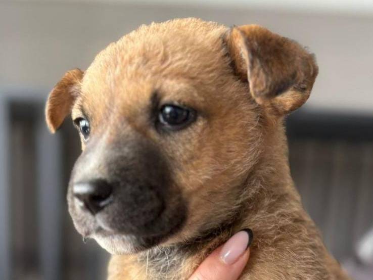 Adotta un cane, femmina, 3 mesi, Crotone