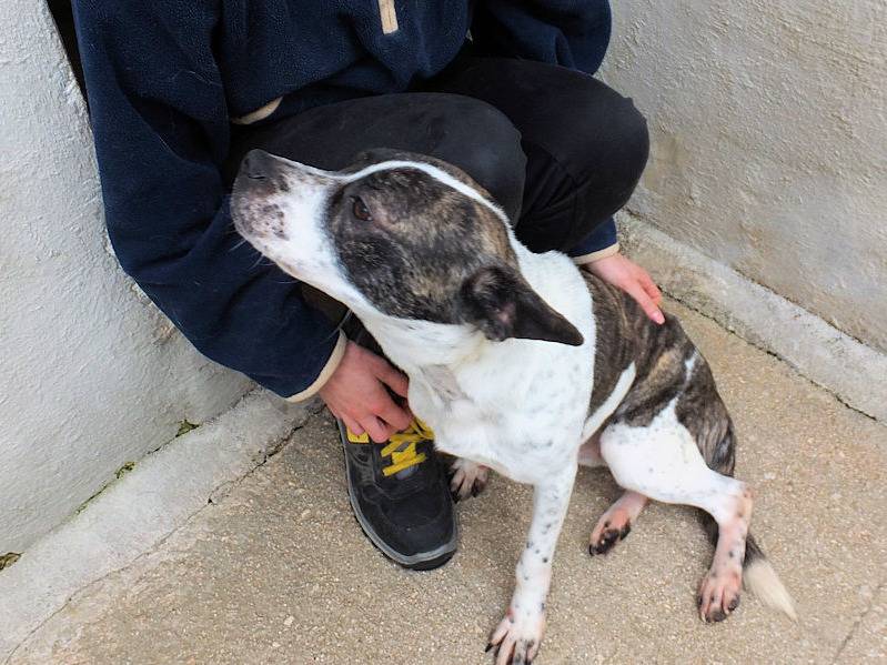 Adotta il cane YAGO a Frosinone