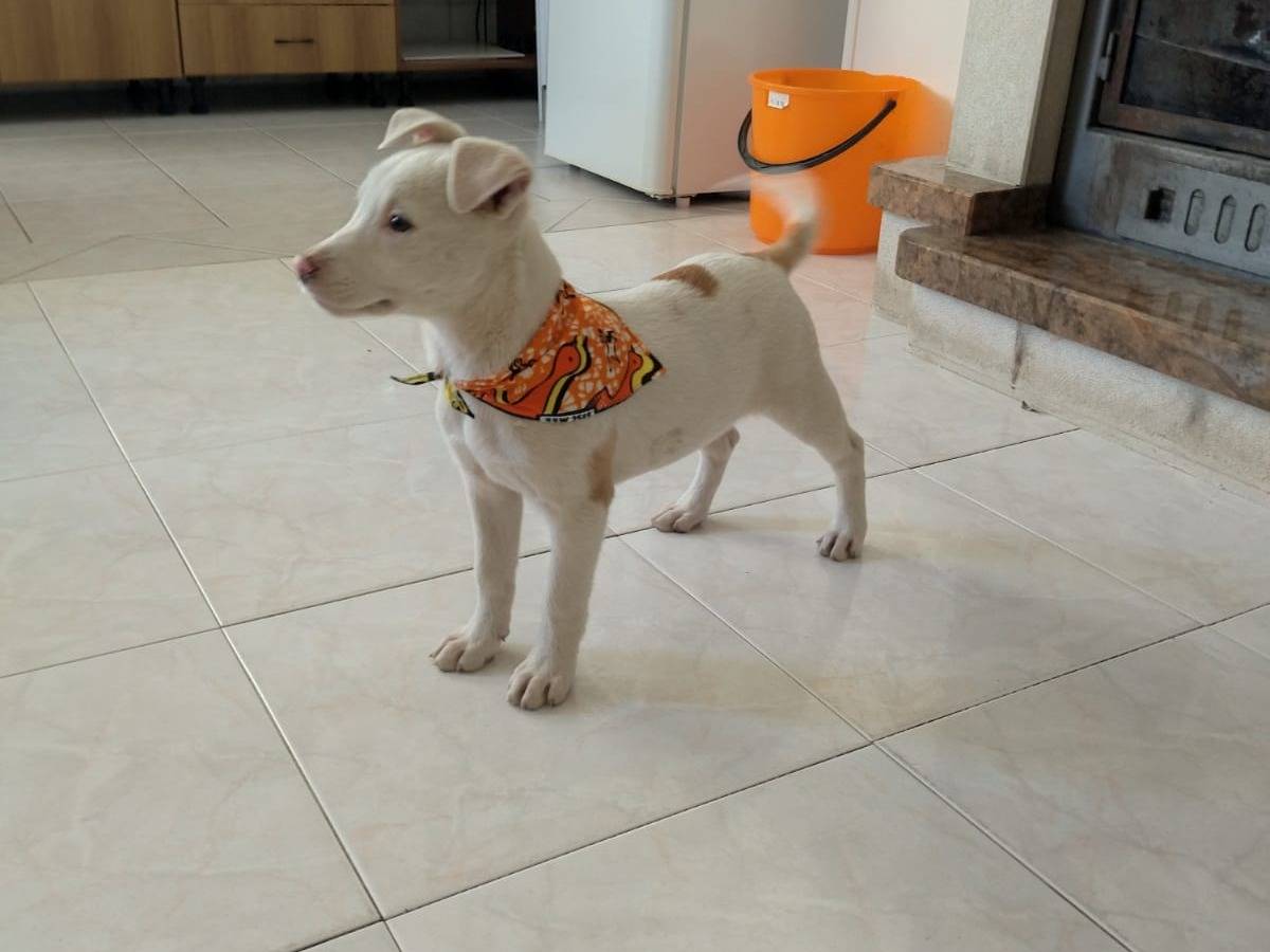 Adotta un cane, taglia media, femmina, Salerno