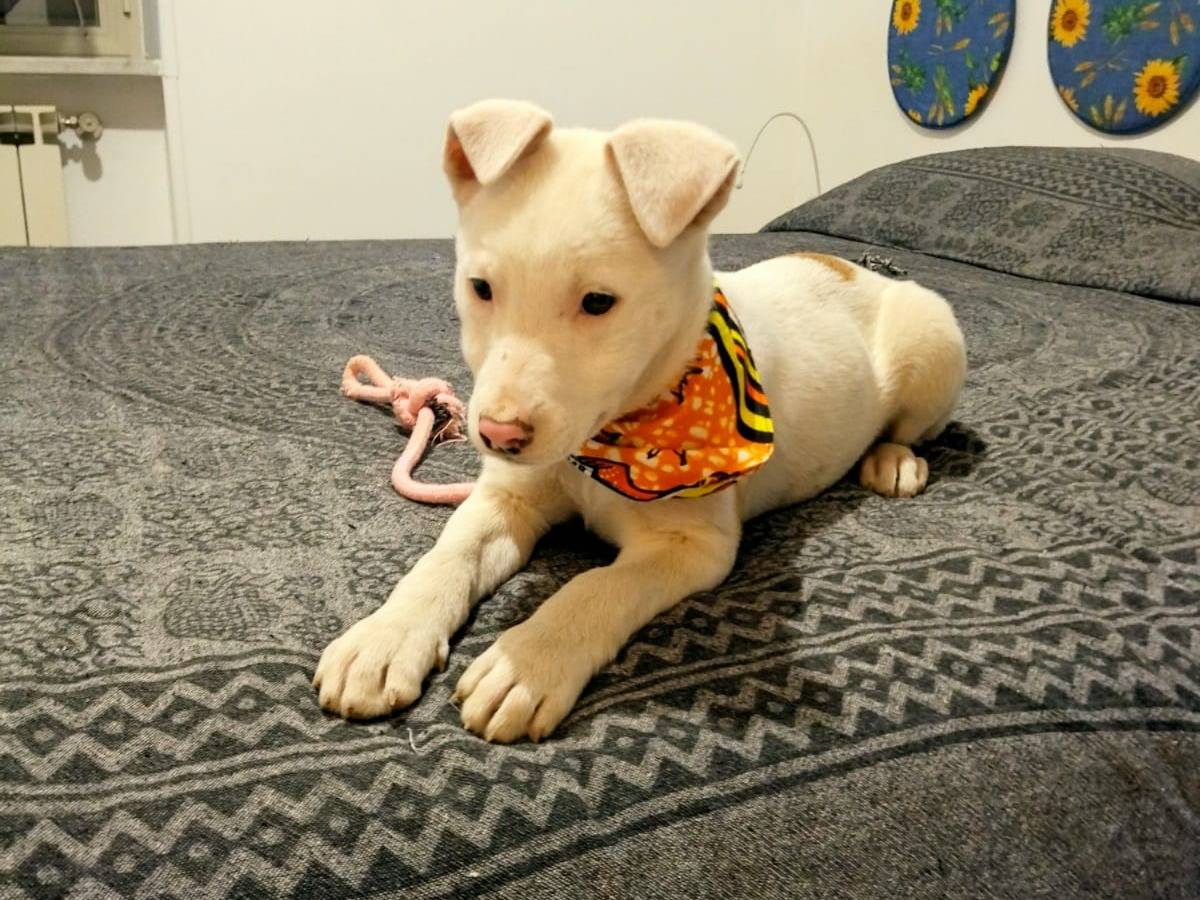 Vuoi adottare un cane a Salerno?