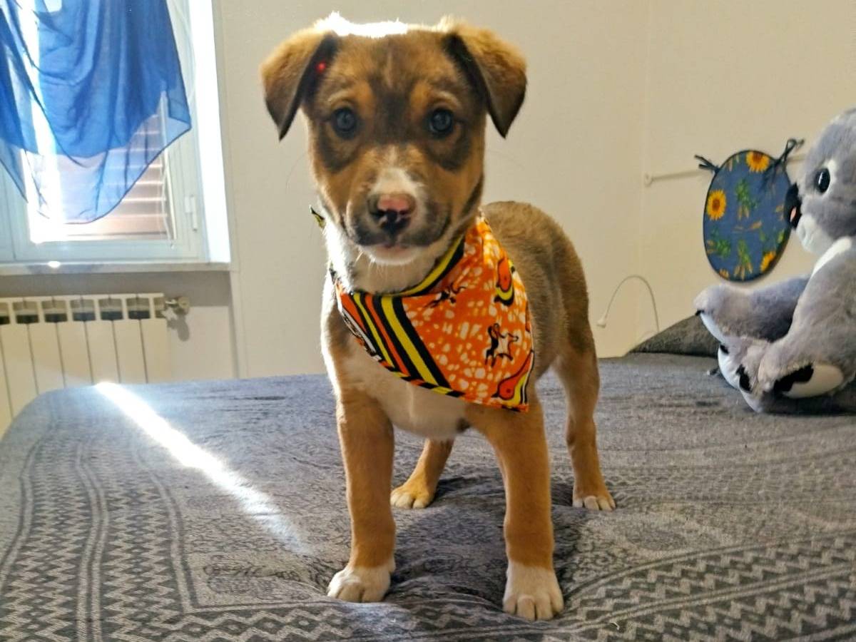 Adotta un cane, maschio, 4 mesi, Salerno