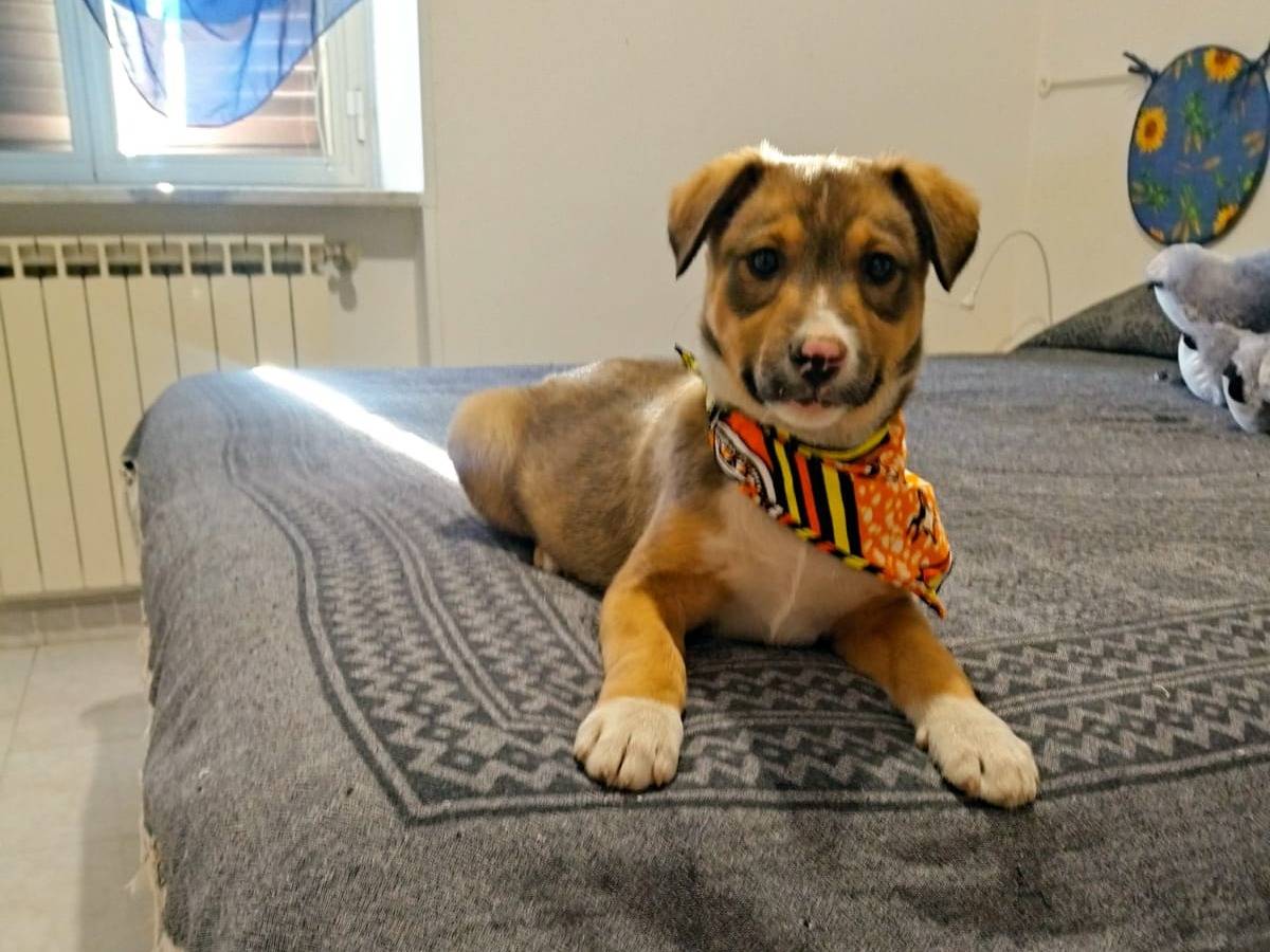 Adotta un cane, taglia media, maschio, Salerno