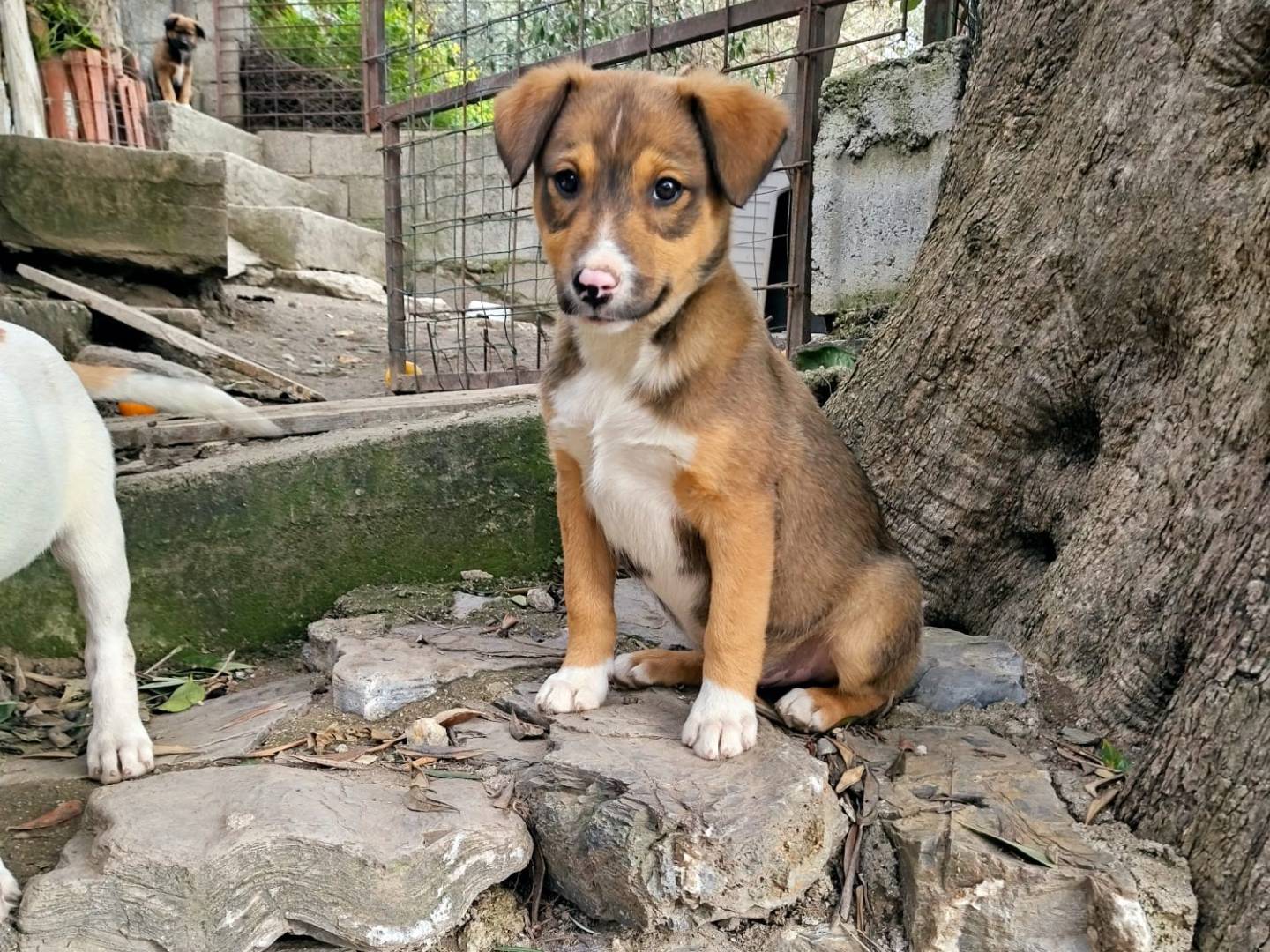 Vuoi adottare un cane a Salerno?
