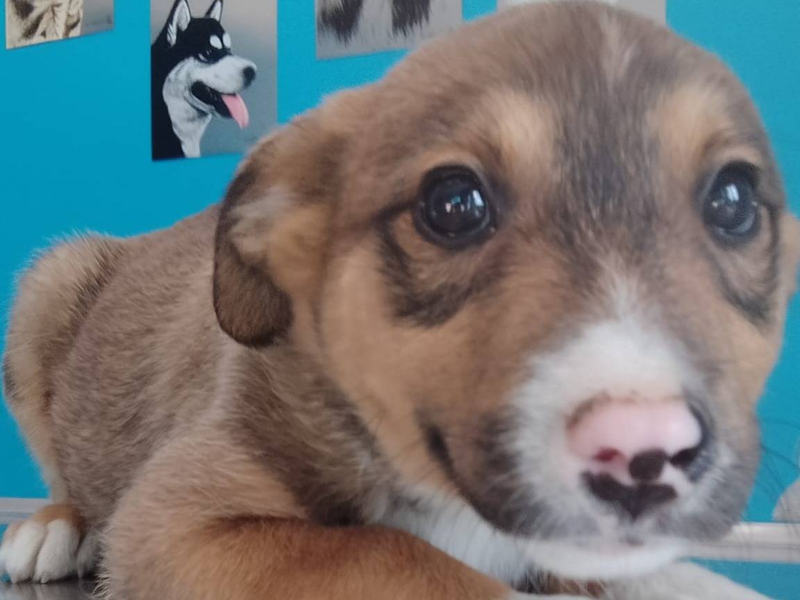 Adotta il cane Ringo a Salerno