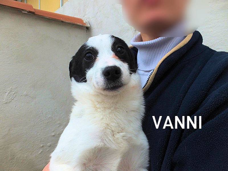 Adozione cane, maschio, Razza sconosciuta Razza sconosciuta, 6 mesi, taglia media contenuta, Frosinone