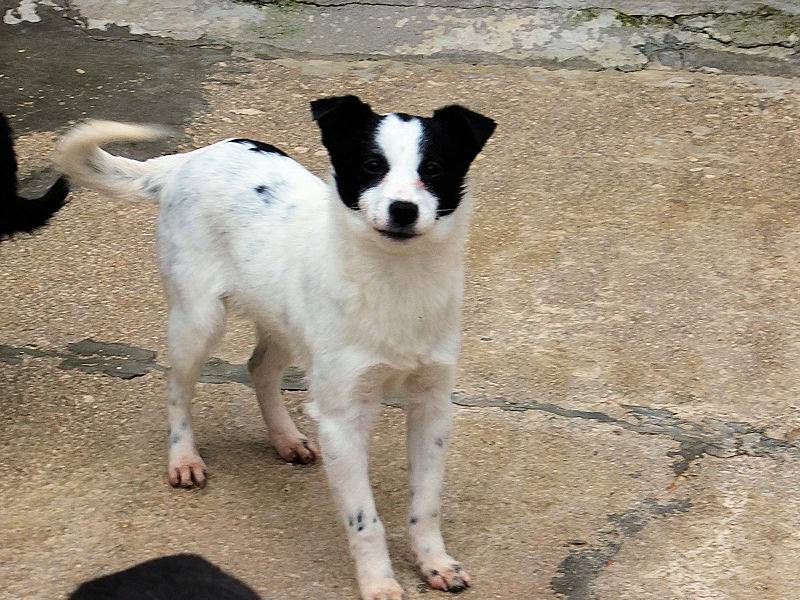 Adotta un cane, maschio, 6 mesi, Frosinone