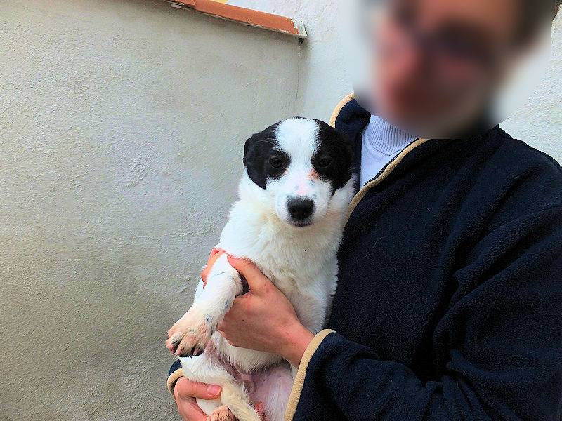 Vuoi adottare un cane a Frosinone?
