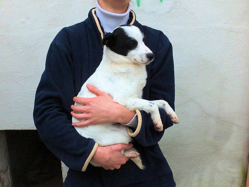 Adotta il cane VANNI a Frosinone