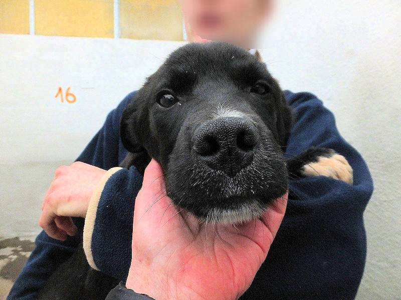 Adotta un cane, maschio, 6 mesi, Frosinone