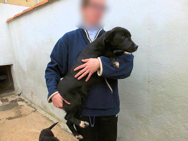 Adotta un cane, taglia media, maschio, Frosinone