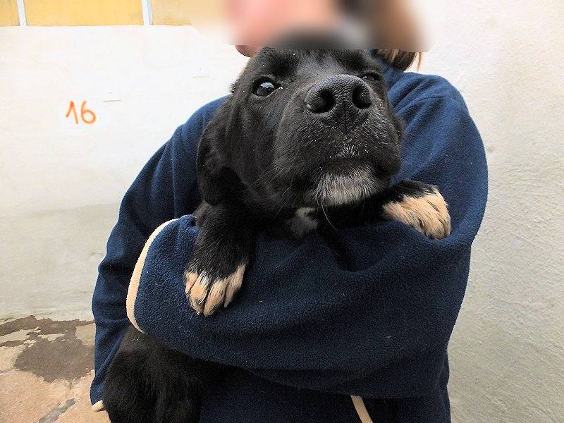 Vuoi adottare un cane a Frosinone?