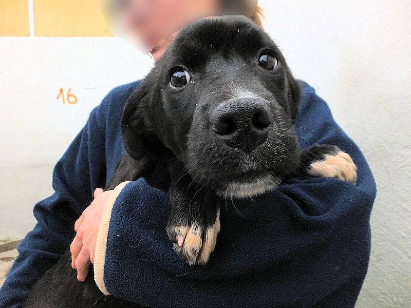 Adotta il cane MAMBO a Frosinone