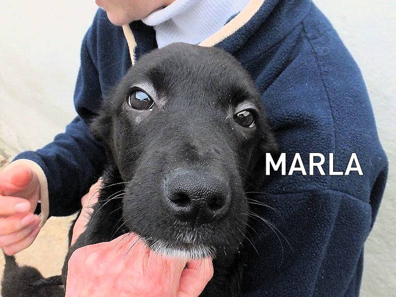 Adozione cane, femmina, Razza sconosciuta Razza sconosciuta, 6 mesi, taglia media contenuta, Frosinone