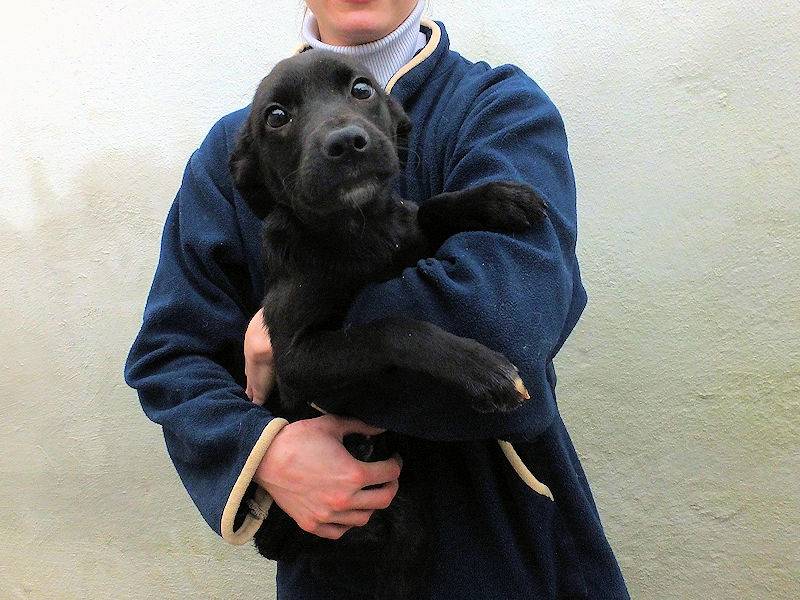 Vuoi adottare un cane a Frosinone?