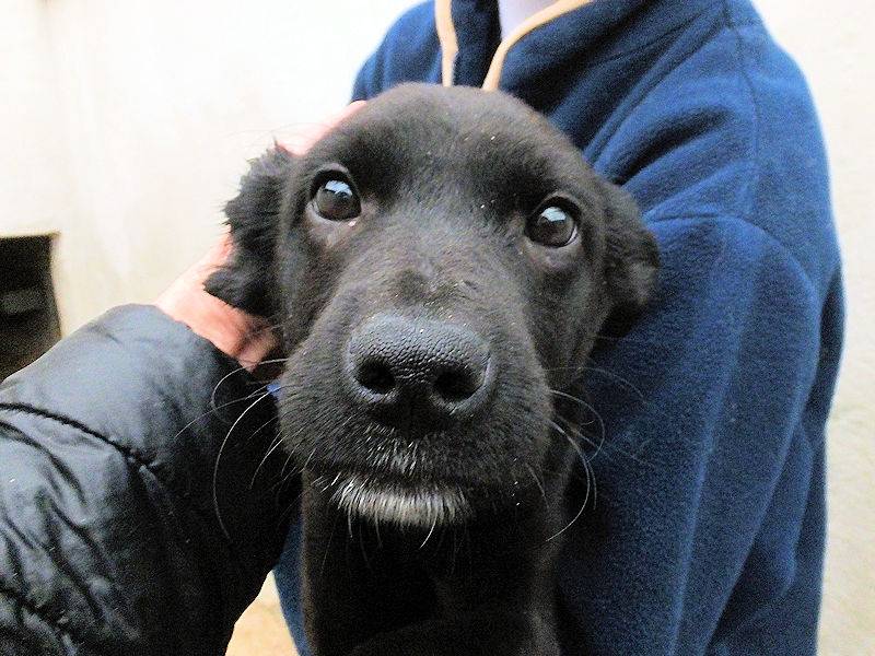 Adotta il cane MARLA a Frosinone