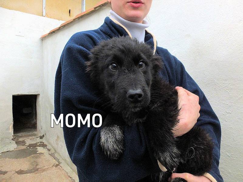 Adozione cane, maschio, Razza sconosciuta Razza sconosciuta, 5 mesi, taglia media contenuta, Frosinone